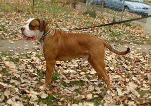 American Bulldog Puppies. Rocky, November 15, 2003