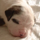 Sugar and Rocky's American Bulldog Puppies. We call this one Number One Girl.