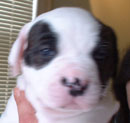 Sugar and Rocky's American Bulldog Puppies. The first one out we call Boy One. A big, strong and gentle lad.