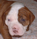 Sugar and Rocky's American Bulldog Puppies. The balance of nature shown in Brown Girl with opposite face coloring from her brother.