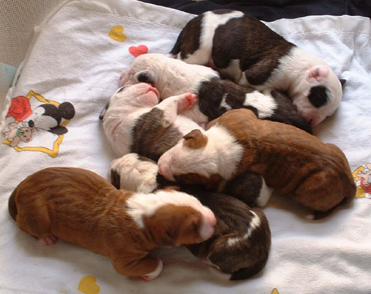 Sugar and Rocky's American Bulldog Puppies. All six puppies at the age of 10 days.