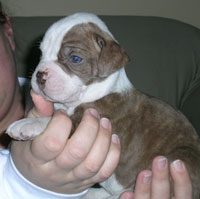 Ceasar and Madeline's American Bulldog Puppies