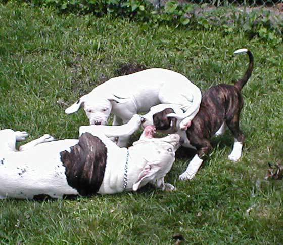 American Bulldog Puppies. Sugar, Marilyn and Julie.