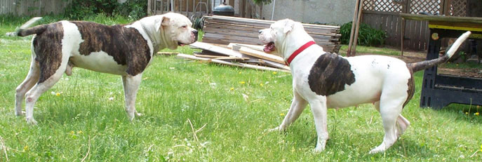 American Bulldog Puppies. Picture of Sugar and Tyson.