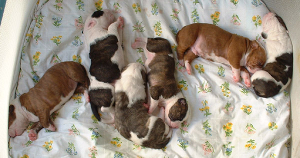 Sugar and Rocky's American Bulldog Puppies. They're growing fast and we'll introduce them pretty soon now.