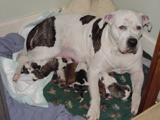 Minnesota American Bulldog Home Breeders. Picture of all of Sugar and Rocky's puppies taken the day after they were born.