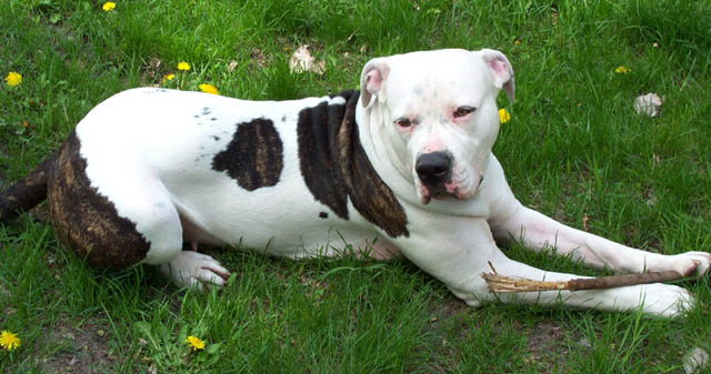 Minnesota American Bulldog Home Breeders. Sugar just before the first of her two litters of American Bulldog puppies.