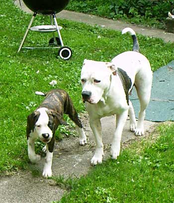 American Bulldog Puppies. Sugar and Julie.