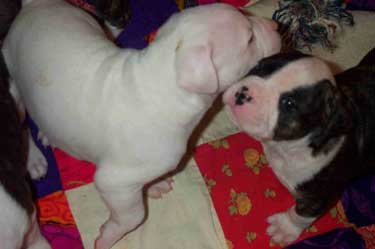 American Bulldog Puppies. Ceasar on right.