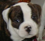 American Bulldog Puppies. Ceasar at seven weeks.