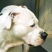 American Bulldog Puppies. Sugar in November, 2002.