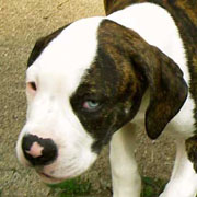 American Bulldog Puppies. Julie at about eight months.