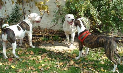 American Bulldog Puppies. Tiny comes to see Sugar and Julie.