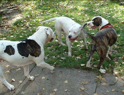 American Bulldog Puppies. Tiny comes to see Sugar and Julie.