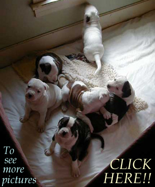 American Bulldog Puppies. Picture of most of the litter.