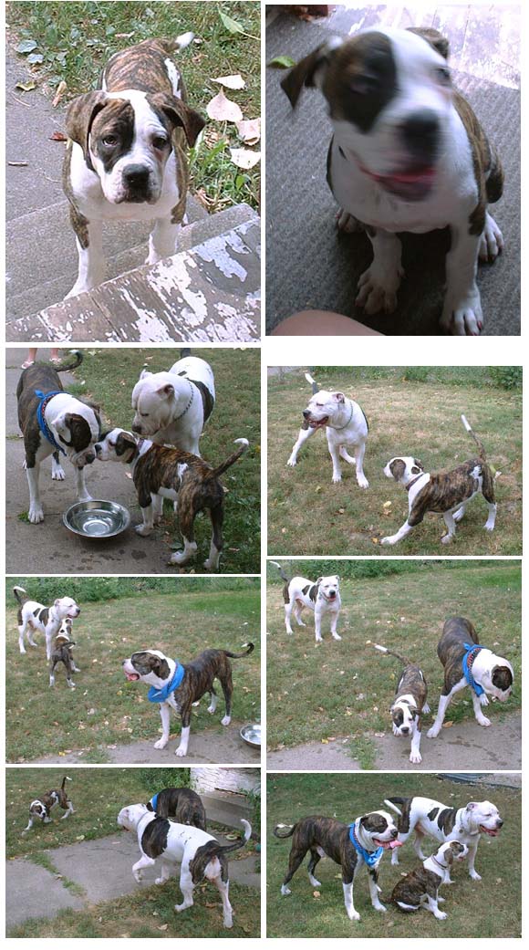 American Bulldog Puppies. Ceasar and his new American Bulldog friend.